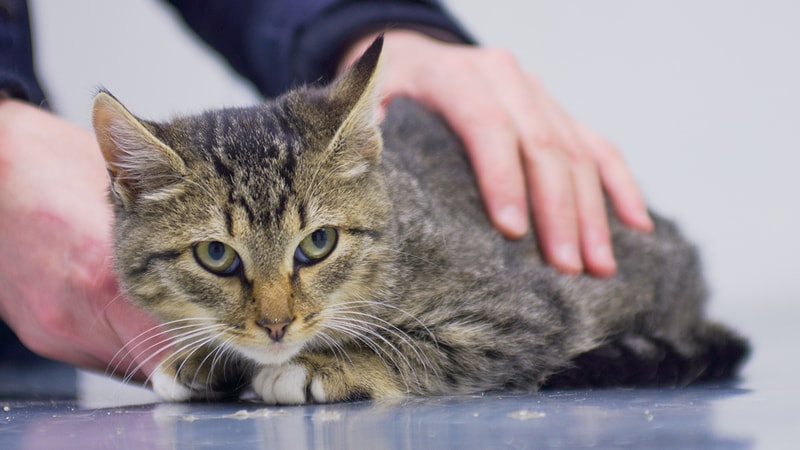 Приют для души